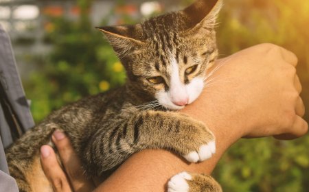 বিড়ালের কামড়ে দিলে গুরুত্ব দেয়া উচিৎ কি?